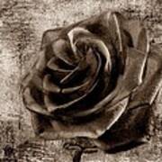 Black Rose Eternal Sepia Poster