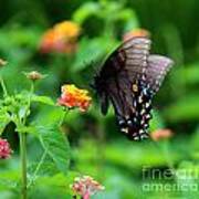 Black Swallowtail Among The Flowers Poster