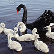 Black Swan And Cygnets Poster