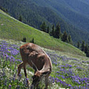 Black-tailed Deer And Lupines Poster