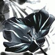 Black Tulip Ii Poster