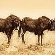 Black Wildebeest-africa V2 Poster