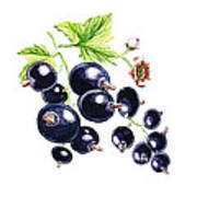 Blackcurrant Berries Poster