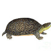 Blandings Turtle Poster