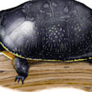 Blandings Turtle Poster