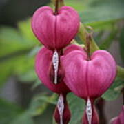 Bleeding Hearts Poster