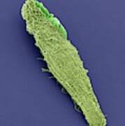 Blepharisma Ciliate Protozoan Poster