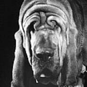 Bloodhound Portrait Poster