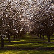 Blossom Tunnel Poster