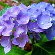 Blue And Purple Hydrangea Poster