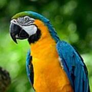 Blue And Yellow Gold Macaw Parrot Poster