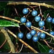 Blue Bush Berries Poster