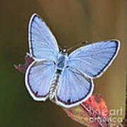 Blue Butterfly Square Poster