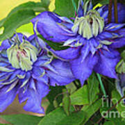 Blue Clematis Poster