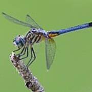 Blue Dasher Dragonfly Poster