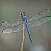 Blue Dragonfly Ii Poster