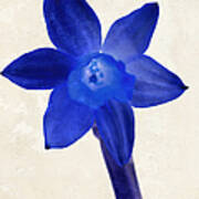 Blue Flower Beige Texture Poster