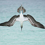 Blue-footed Booby Plunge Diving Poster
