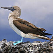 Blue-footed Booby Poster