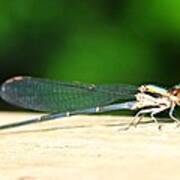 Blue-fronted Dancer Poster