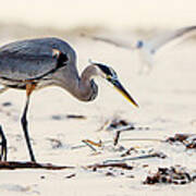 Blue Heron At The Beach Poster