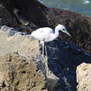 Blue Heron Poster