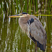 Blue Heron Poster