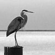 Blue Heron On Post Poster