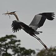 Blue Heron Takes To The Skies Poster