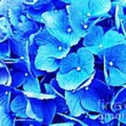 Blue Hydrangea 4 Poster