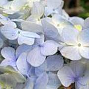 Blue Hydrangea Flowers Poster