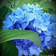 Blue Hydrangea Poster