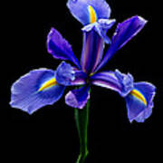 Blue Iris Beauty Poster