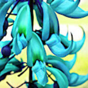 Blue Jade Plant  Hawaii, United States Poster