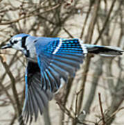 Blue Jay Poster