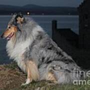 Blue Merle Collie Poster