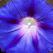 Blue Morning Glory Poster