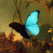 Blue Morpho Butterfly Poster