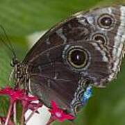 Blue Morpho Butterfly Poster