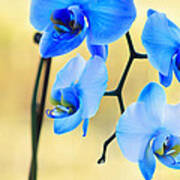 Blue Orchid Poster