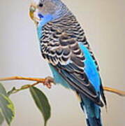 Blue Parakeet Poster