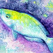 Blue Parrotfish Poster