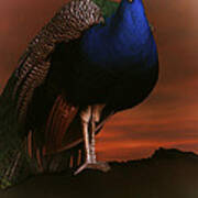 Blue Peacock In The Sunset Poster