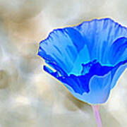 Blue Poppy Poster