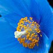 Blue Poppy Poster