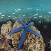 Blue Sea Star On Coral Reef Fiji Poster
