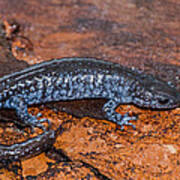 Blue Spotted Salamander Poster