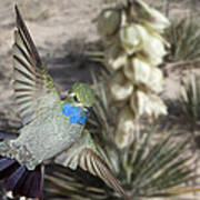 Blue-throated Hummingbird And Yucca Poster