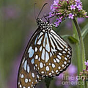 Blue Tiger Butterfly Poster