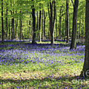 Bluebell Wood Uk Poster